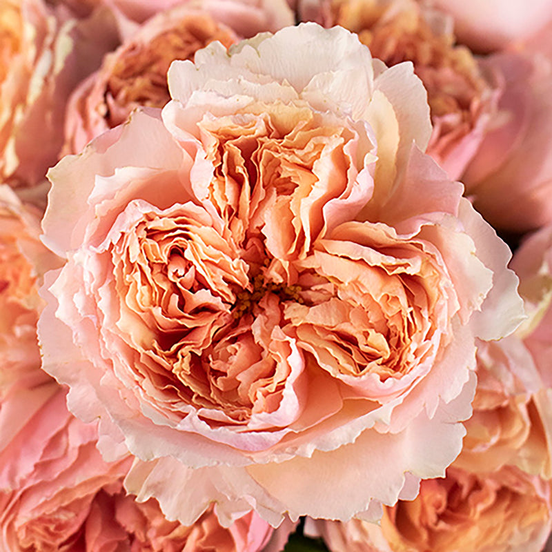 Miso Pretty Garden Roses up close