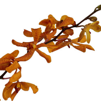 Peach Schnapps Mokara Orchid