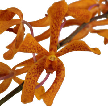Peach Schnapps Mokara Orchid