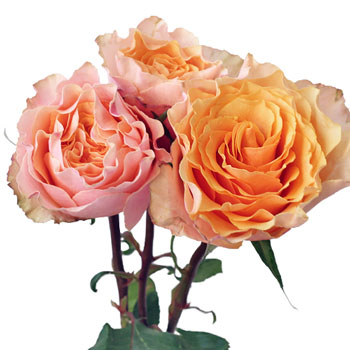 Peach Sherbet Garden Roses up close