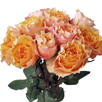 Peach Sherbet Garden Wholesale Roses In a vase