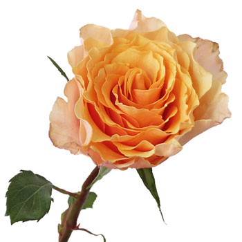 Peach Sherbet Orange Garden Rose Stem