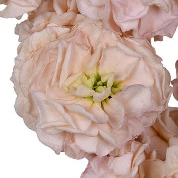 Peach Spray Stock Wholesale Flower Upclose