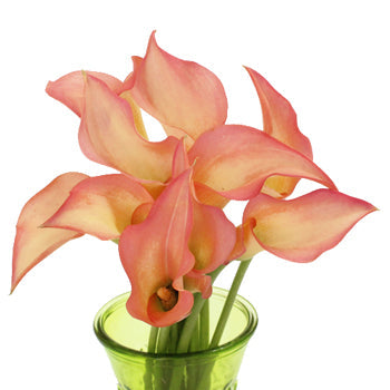 Peachy Pale Yellow Mini Calla Lily