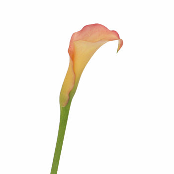 Peachy Pale Yellow Mini Calla Lily