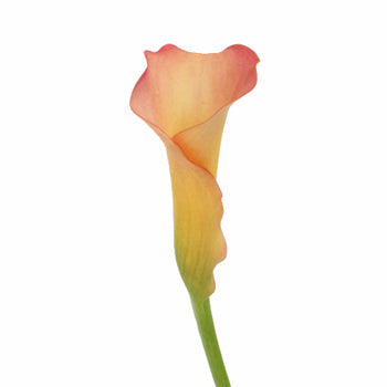 Peachy Pale Yellow Mini Calla Lily