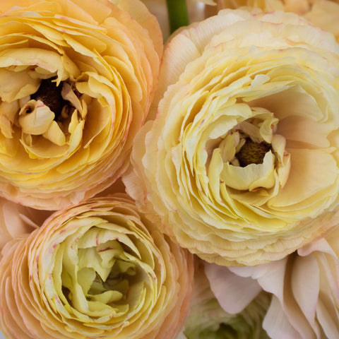 Peachy Tuareg Cloony Ranunculus Flower Up Close