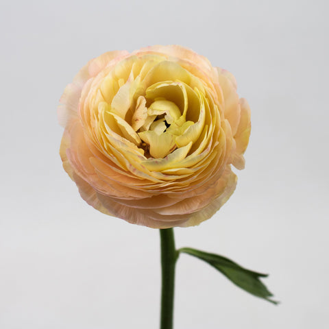 Peachy Tuareg Cloony Ranunuclus Flower Stem