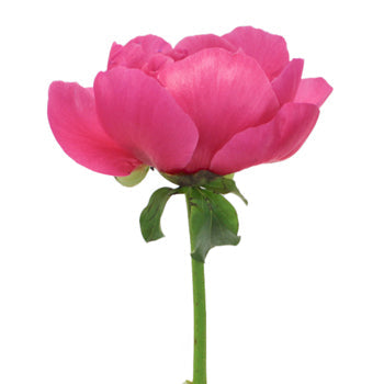 Pecher Blush Pink Peony Side Stem View
