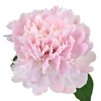 Pecher Blush Pink Peony Side Stem View