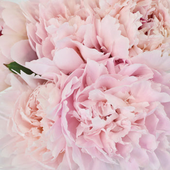 Pecher Blush Pink Peonies up close