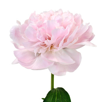 Pecher Blush Pink Peony Stem