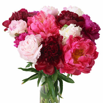 Mothers Day Wholesale Peonies