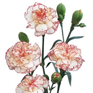 Peppermint Mini Carnation Flowers Up Close
