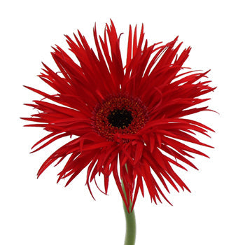 Crimson Spider Gerbera Flower