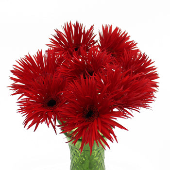 Crimson Spider Gerbera Flower
