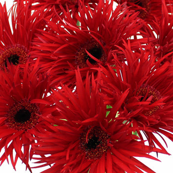 Crimson Spider Gerbera Flower