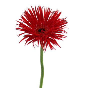Crimson Spider Gerbera Flower
