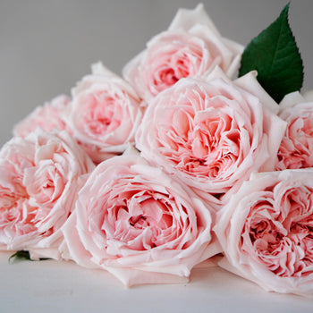 Perfect Pink Garden Rose Bunch Close up