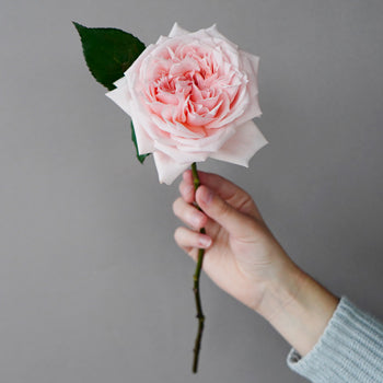 Perfect Pink Garden Rose Stem