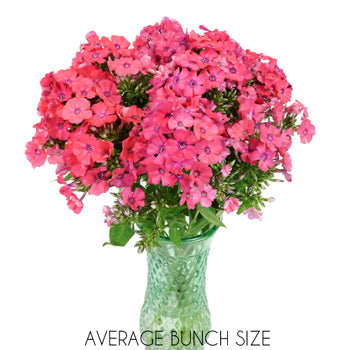 Phlox Hot Pink Flower