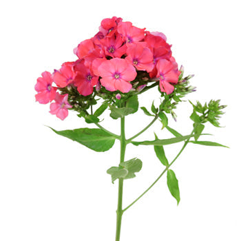 Phlox Hot Pink Flower