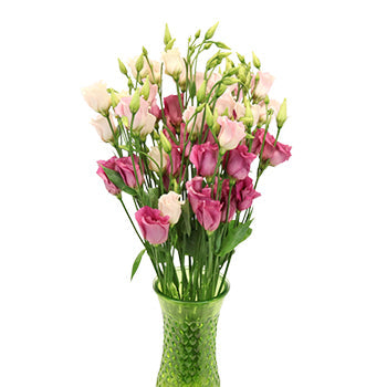 Hues of Pink Single Lisianthus Flower