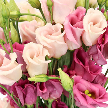 Hues of Pink Single Lisianthus Flower