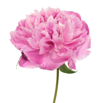 Pink Alex Flemming Peony Bloom View