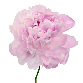 Pink Alex Flemming Peony Side Stem View