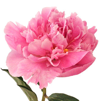 Pink Alex Flemming Peony Side Stem View