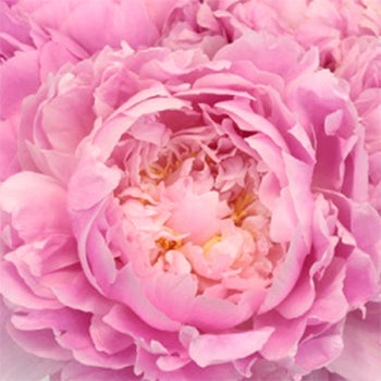 Pink Alex Flemming Peonies up close