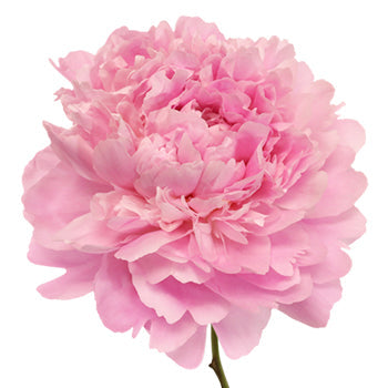 Pink Alex Flemming Peony Stem