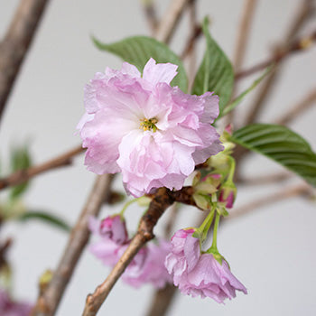 Pink Almond Flower Branches Up Close
