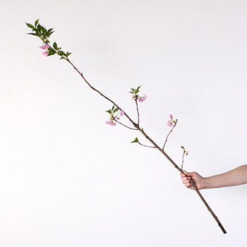 Pink Almond Flower Branch In a Hand