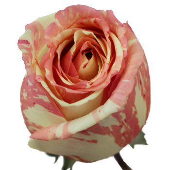 Pink and White Fiesta Rose Stem