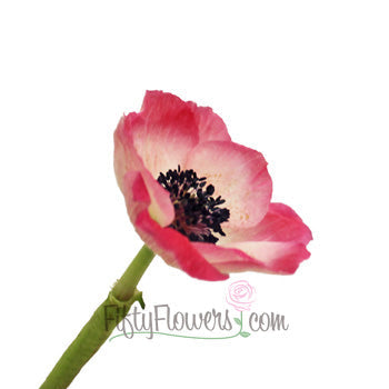 Pink Anemone Wholesale Flower Stem