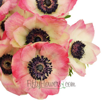 Pink Anemone Wholesale Flower Upclose