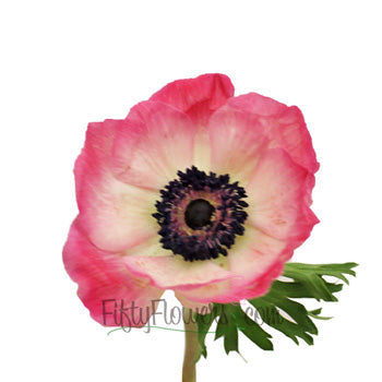 Pink Anemone Wholesale Flower Bloom