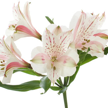 Pink Blush alstroemeria Wholesale Stem Close up