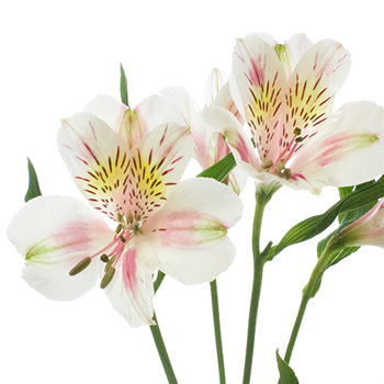 Pink Blush alstroemeria Wholesale Flower Stem