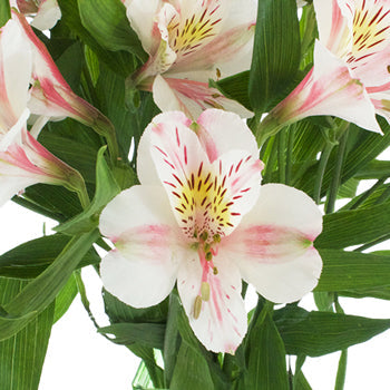 Pink Blush alstroemeria Wholesale Flower Upclose