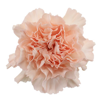 Pink Candy Carnation Flower Bloom