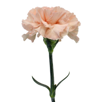 Pink Candy Carnations side stem