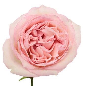 Pink Carmeline Garden Rose Stem