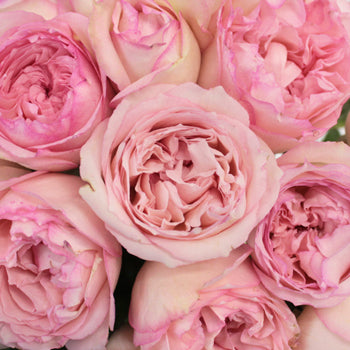 Pink Carmeline Garden Roses up close