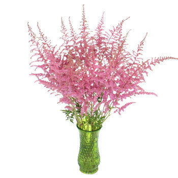 Perfectly Pink Astilbe Texture Flower May to October