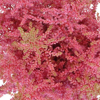 Perfectly Pink Astilbe Texture Flower May to October