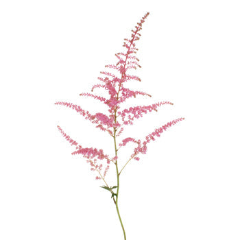 Perfectly Pink Astilbe Texture Flower May to October