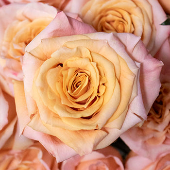 Peach roses wholesale wedding flowers